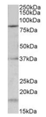 Goat anti-Kcnc3 / Kv3.3 (mouse) Antibody