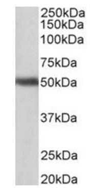 GPR83 antibody