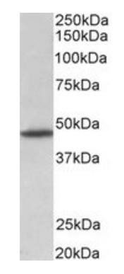 Goat anti-GPR83 (aa59-71) Antibody