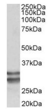 Goat anti-KLF13 (aa45-58) Antibody