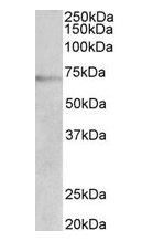 Goat anti-DBH (aa437-448) Antibody