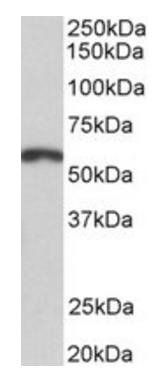 Goat anti-PAX3 Antibody