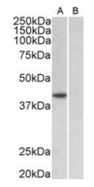 Goat anti-HMHA1 (aa57-71) Antibody