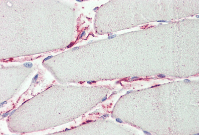 Goat anti-PI15 (aa128-141) Antibody