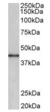 Goat anti-Cyclin D-type binding-protein 1 (aa322-333) Antibody
