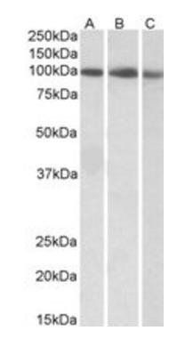 Goat anti-STAT5A Antibody