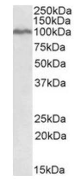 Goat anti-STAT5A (aa681-692) Antibody