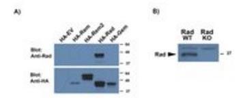 Goat anti-RRAD (aa36-48) Antibody