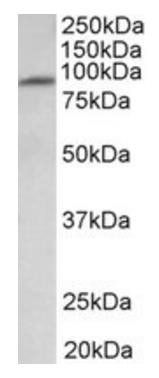 MFSD6 antibody