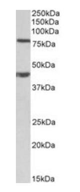 Goat anti-Dvl1 (mouse) Antibody