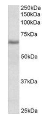 Goat anti-Cyb5r4 (mouse aa444-458) Antibody