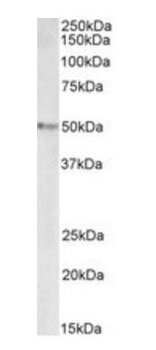 Goat anti-Stap2 (mouse) Antibody
