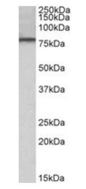 Goat anti-DYRK1A Antibody