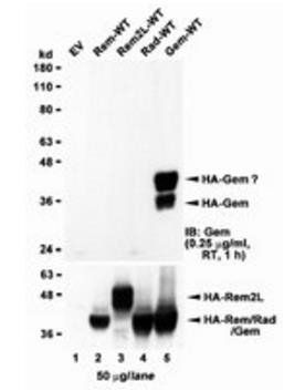 Goat anti-GEM (aa34-46) Antibody