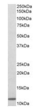Goat anti-beta-2-microglobulin Antibody
