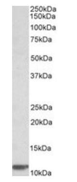 Goat anti-beta-2-microglobulin (aa65-79) Antibody