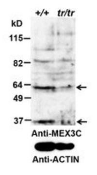Goat anti-MEX3C (aa541-554) Antibody