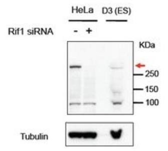 Goat anti-RIF1 Antibody