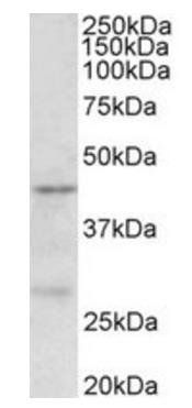 PRMT6 antibody