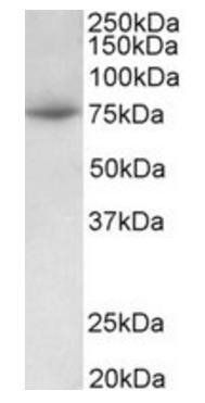 Goat anti-PRMT7 Antibody