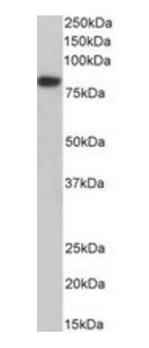 Goat anti-Coilin (aa73-86) Antibody
