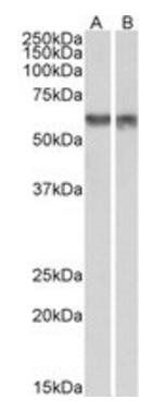 Goat anti-PDCD4 Antibody