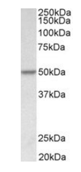 Goat anti-PDCD4 (aa210-221) Antibody