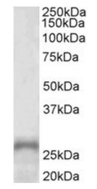 Goat anti-PHOX2A (aa165-179) Antibody