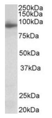 Goat anti-NLGN4X (aa51-65) Antibody
