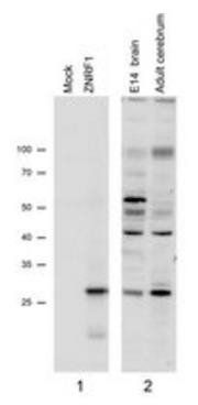 Goat anti-ZNRF1 (mouse) Antibody