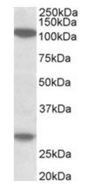 Goat anti-Ubinuclein 1 / ubinuclein 2 Antibody