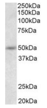 SYT9 antibody