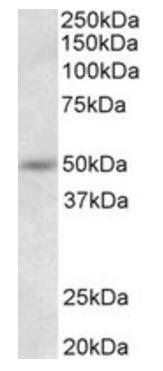 Goat anti-Synaptotagmin-9 Antibody