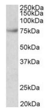 Goat anti-Fubp1 (mouse, aa160-174) Antibody