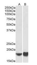 Goat anti-ARF4 (aa137-150) Antibody