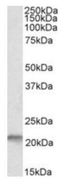 Nsg1 antibody