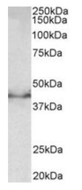 Goat anti-Doublecortin (mouse) Antibody