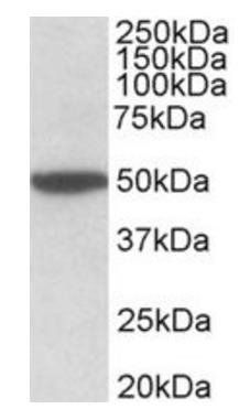 Goat anti-CHRM2 (aa352-364) Antibody