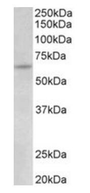Goat anti-Uromodulin Antibody