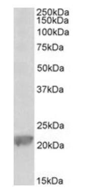 Gpx1 antibody