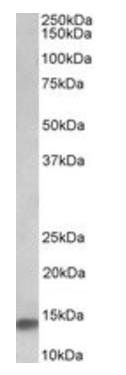 Goat anti-NDUFA7 (aa27-38) Antibody