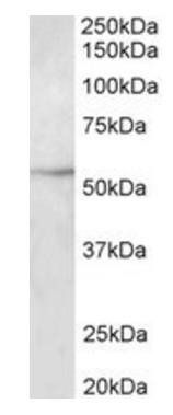 Goat anti-TUBB3 Antibody