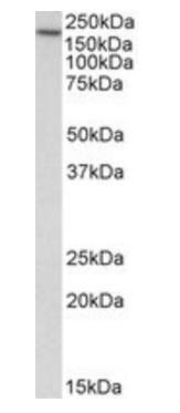 EEA1 antibody