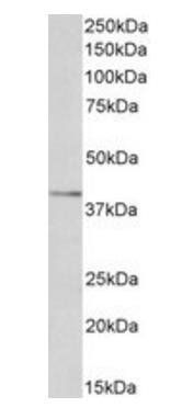 Goat anti-ORL1 / LOX1 / LOXIN Antibody
