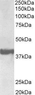 Goat anti-Endophilin-A1 / SH3GL2, Biotinylated Antibody
