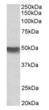 Goat anti-Cytokeratin 20 Antibody