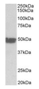 KRT20 antibody