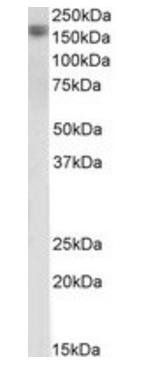 Goat anti-Pro-EGF Antibody