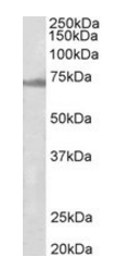 Goat anti-ENC1 Antibody