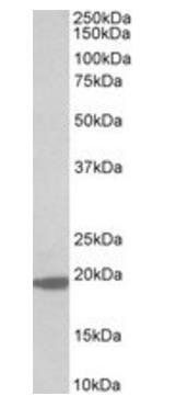 Goat anti-MCTS1 Antibody